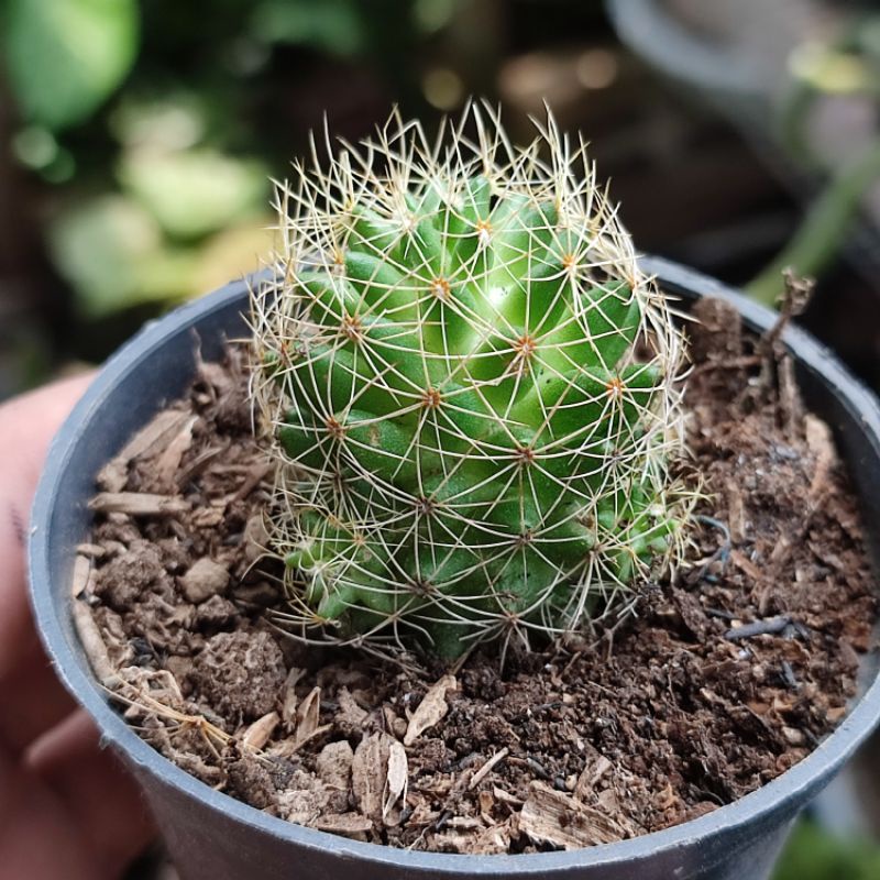 Kaktus Ownroot Mammillaria Decipiens var Camptotricha Rambutan