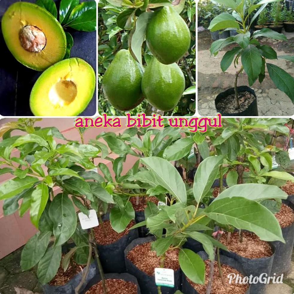 DM1 BIBIT BUAH ALPUKAT MENTEGA WINA KW1