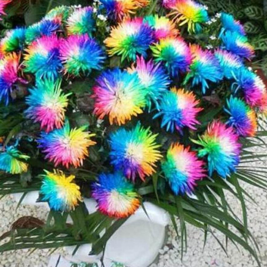 Jangan Sampai Kehabisan Bibit Benih Biji Bunga Krisan Pelangi - Biji Tanaman Rainbow Chrysanthemum F