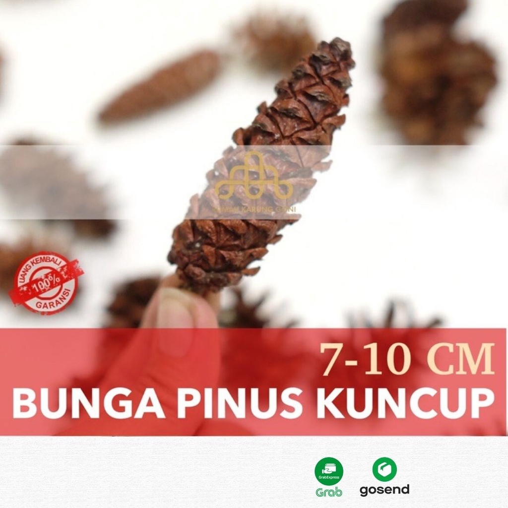 Dekorasi Mahar Buah Pinus Kering Kuncup - Bunga Pinus Cemara Organik - Properti Foto Rustic - Dekorasi Pohon Natal