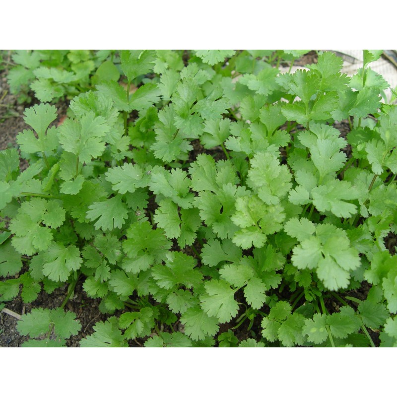 Benih-Bibit Cilantro/Ketumbar (Haira Seed)