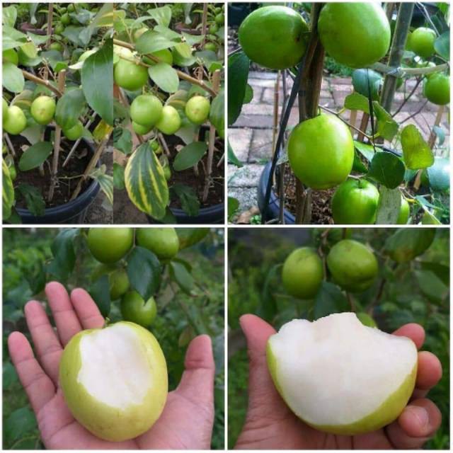 Bibit apel futsa/Bidara India