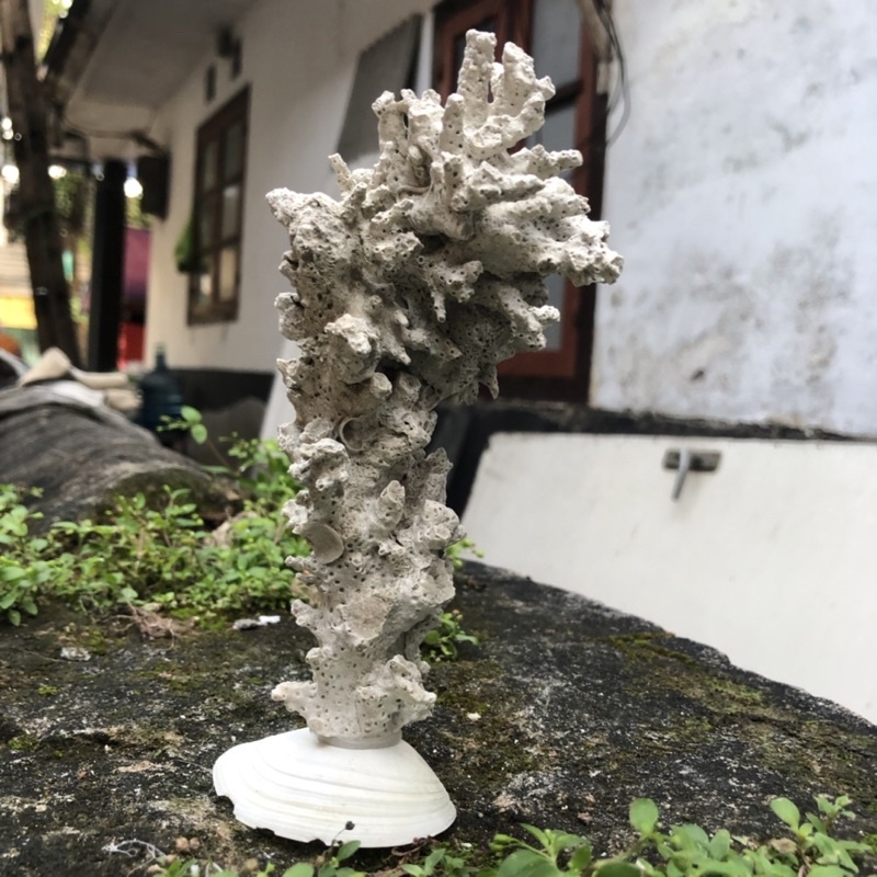 Batu karang aquarium aquascape // trumbu karang cantik // rumah ikan hias