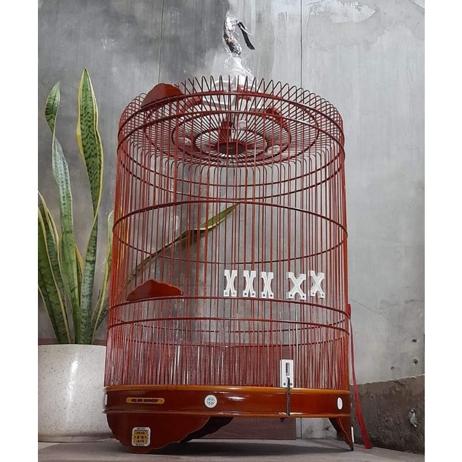 sangkar murai batu oriq jaya reborn