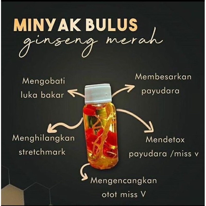 Minyak Bulus Ginseng Merah Asli
