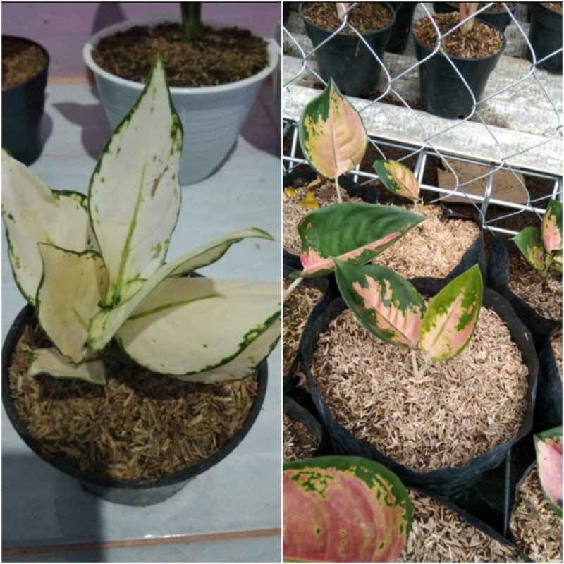 bibit aglonema paket 10 murah