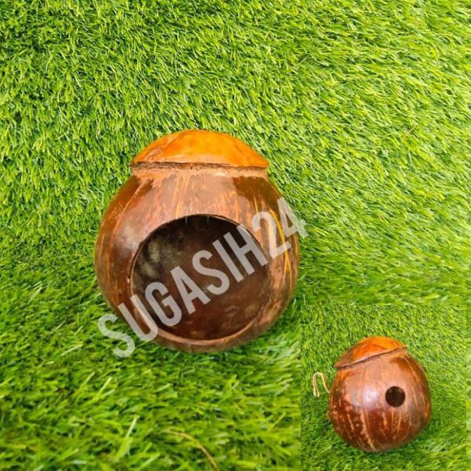 Glodok Burung Murai Love Bird Kenari Sarang Telur Batok Kelapa