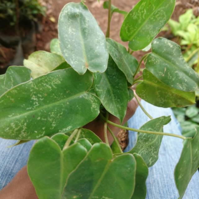 Philodendron Brekele/tanaman Hias Brekele