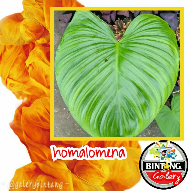 homalomena Rubescens
