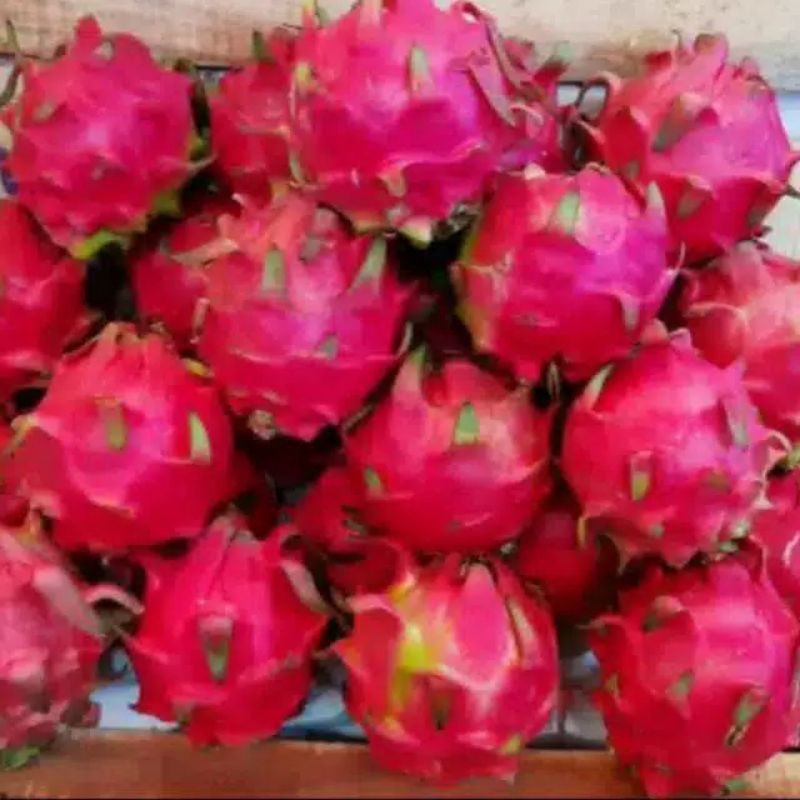 

buah Naga merah 1kg