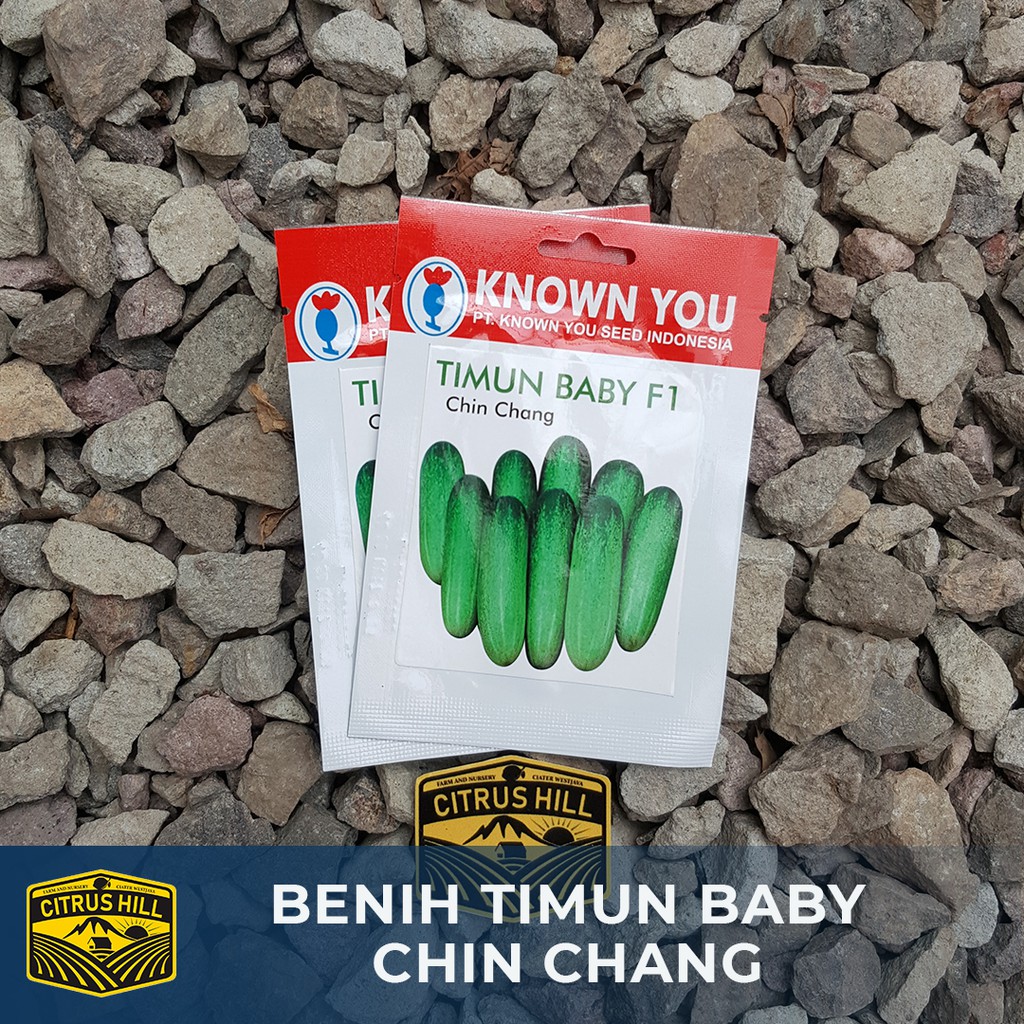 Benih Timun Baby Chin Chang Known You Seed SP