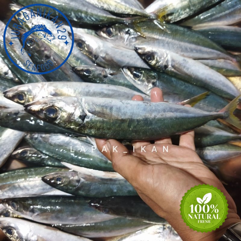 

Ikan Layang Jumbo Segar 1~Kilogram