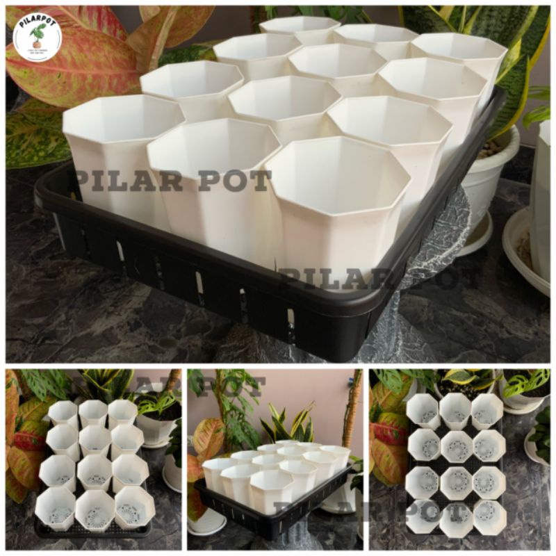 1 SET TRAY + 12 POT PAGODA 10 PUTIH TRAY NKT 50CM | TRAY SEMAI BIBIT