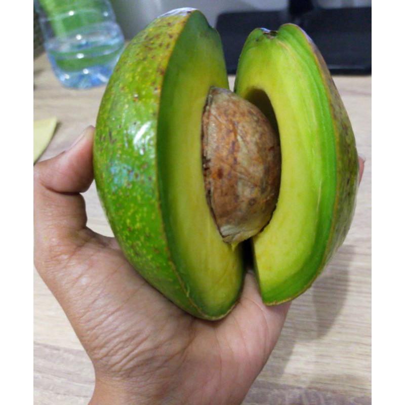 

Alpukat Mentega / Avocado Size 3-5