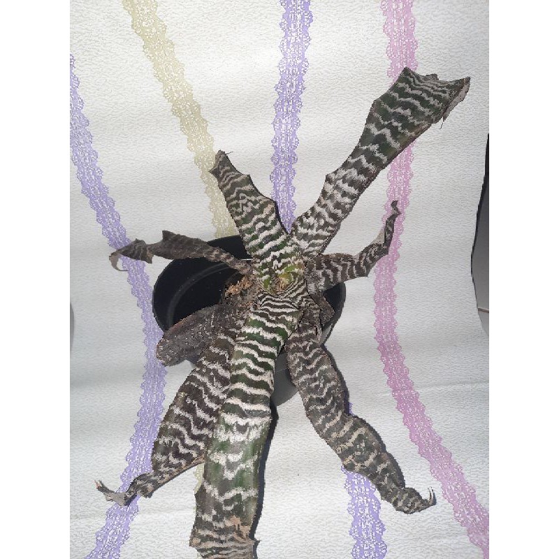 TANAMAN HIAS/BUNGA HIAS/BROMELIA CRYPTANTUS BLACK TOKEK/BROMELIA BLACK MAGIC/BROMELIA BLACK MYSTIC