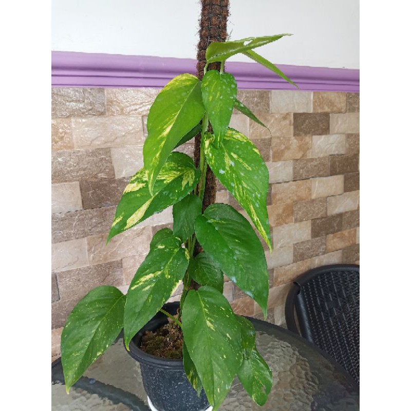 Epipremnum kujang / epipremnum yellow variegata F1 indukan