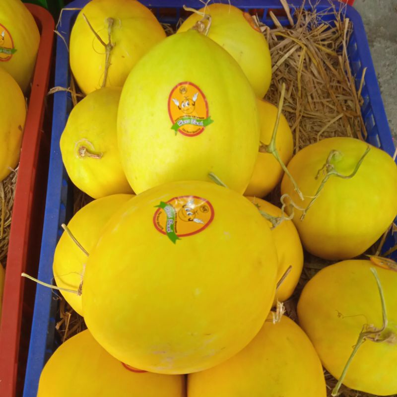 Melon Golden Manis 1-1,5kg