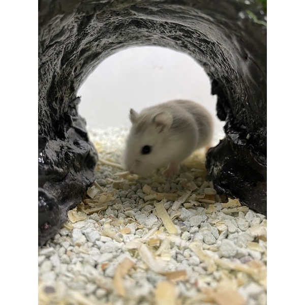 Hamster Roborovski Hewan Peliharan Lucu