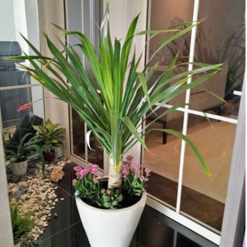 Tanamn Hias Pandan Bali/Bibit pohon pandan Bali/Pandan Bali