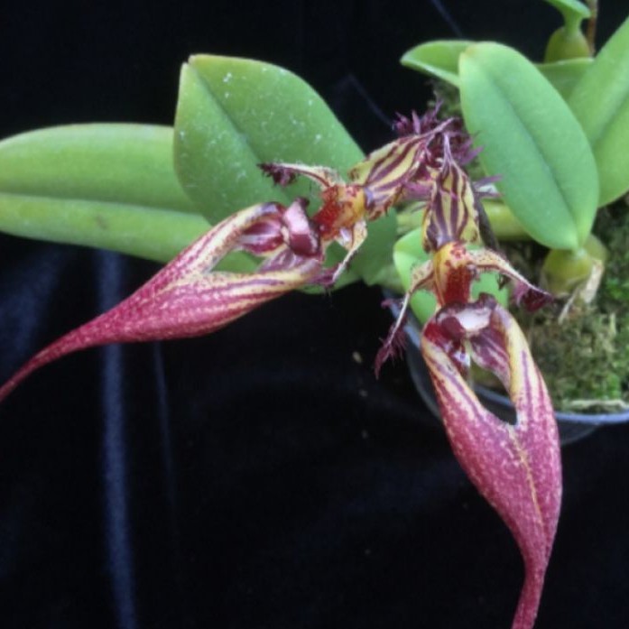 Tanaman Anggrek Bulbophyllum Putidum Hutan Simpon Sumatera