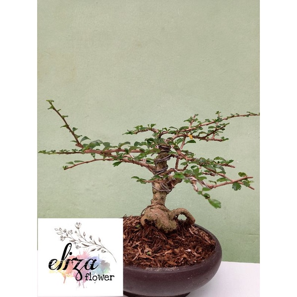 Bonsai hokiantea tanaman hias siap pajang