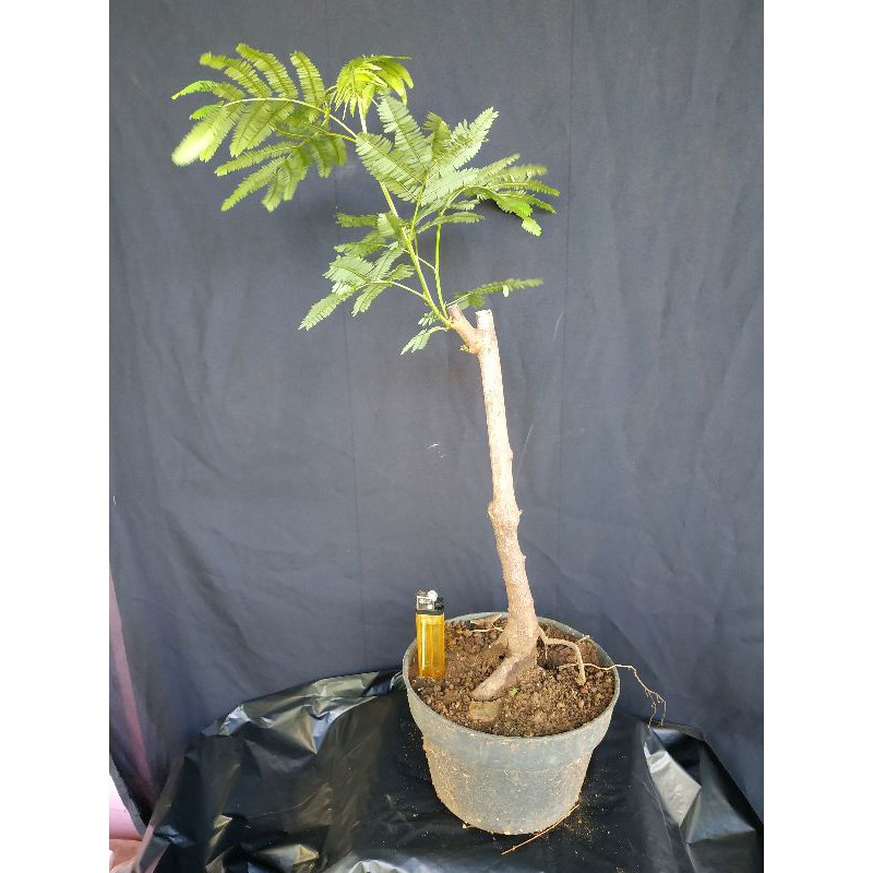 BONSAI KALIANDRA / BAHAN BONSAI KALIANDRA C5