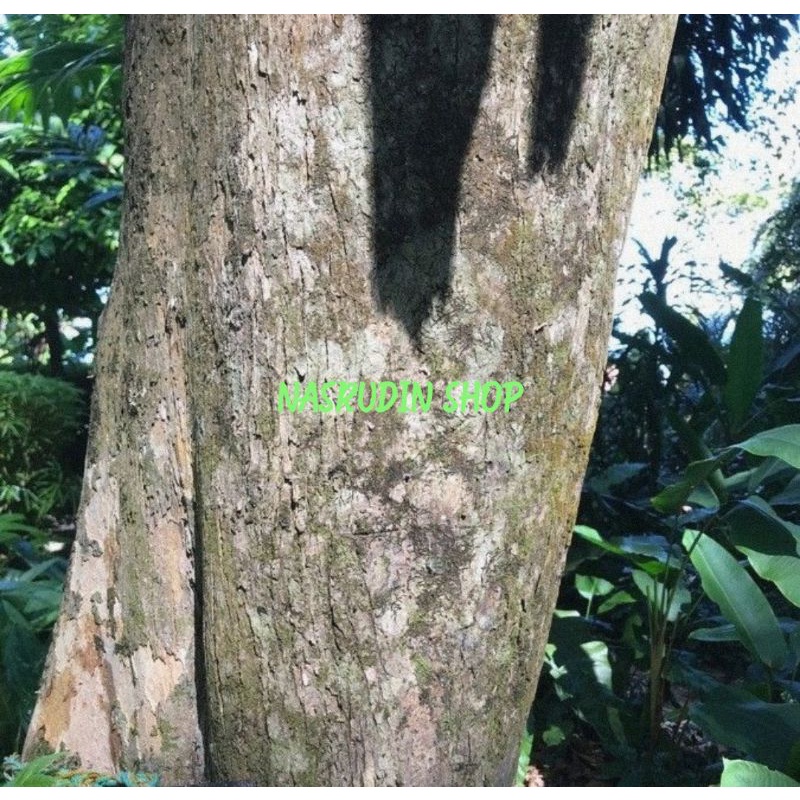 

[Fresh] KULIT POHON KAYU LABAN VITEX PINNATA KULIT KAYU DAUN LABAN SEGAR LEBAN OBAT LEBEN