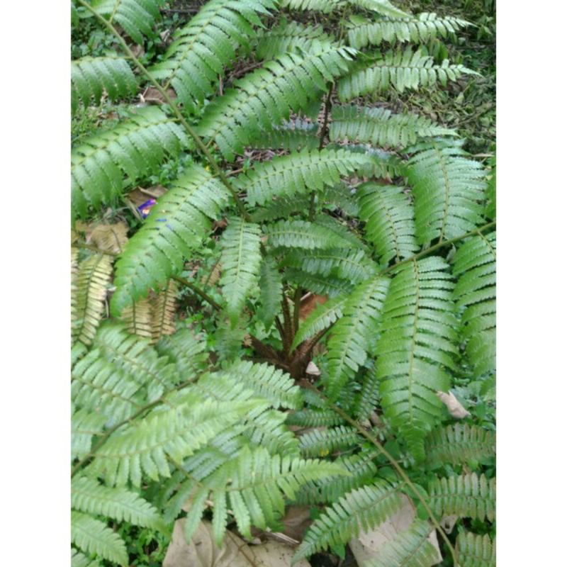 Bibit Tanaman Pakis Monyet,Paku Tihang,Pakis Haji