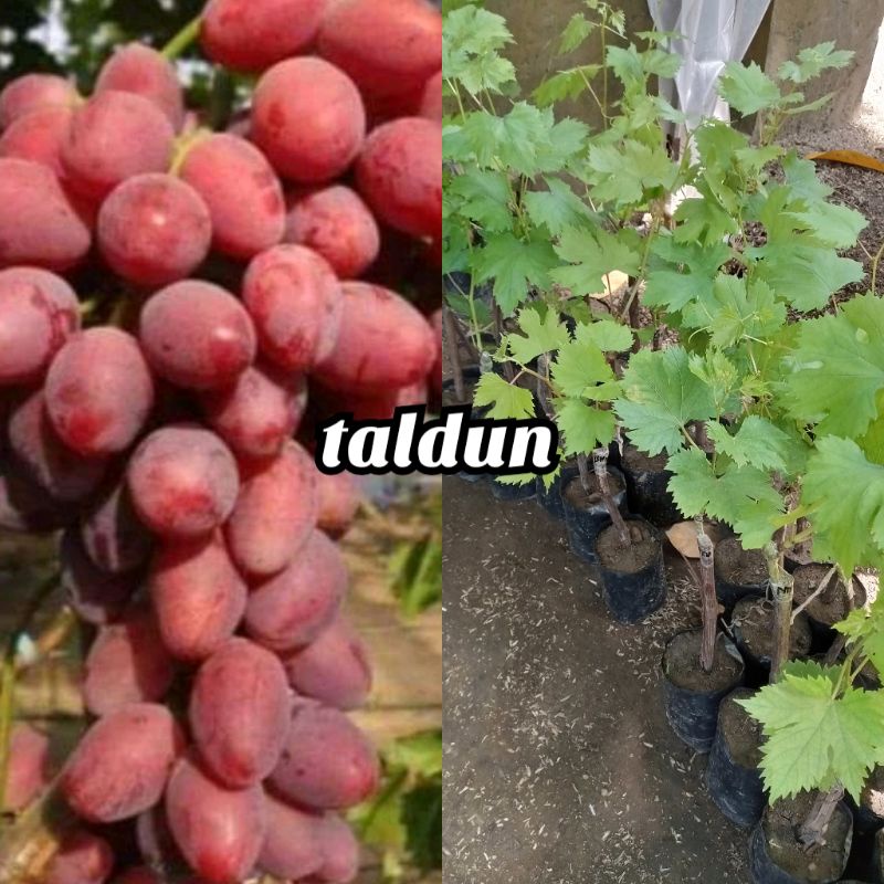 bibit anggur taldun valid