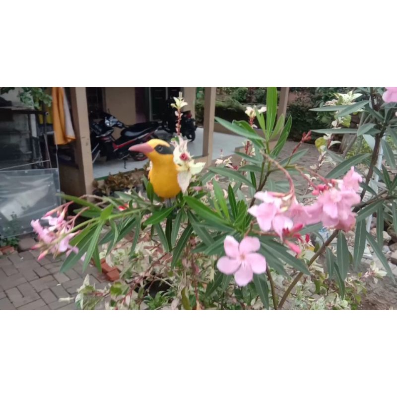 replika/ jontrot/ patung/ burung kepodang mas