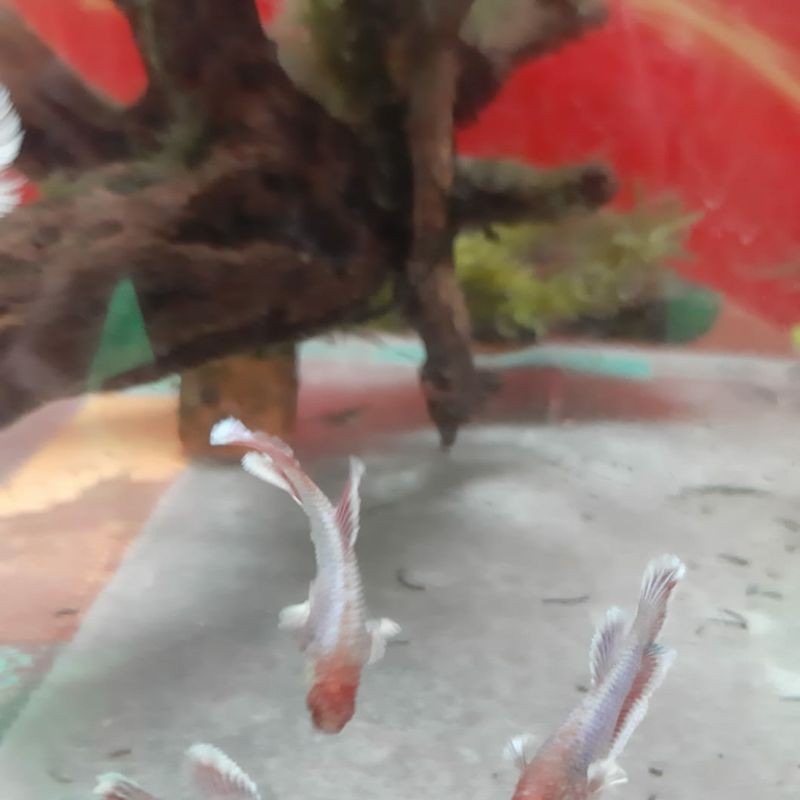 

( PET ) IKAN CUPANG BIG EAR 10 EKOR