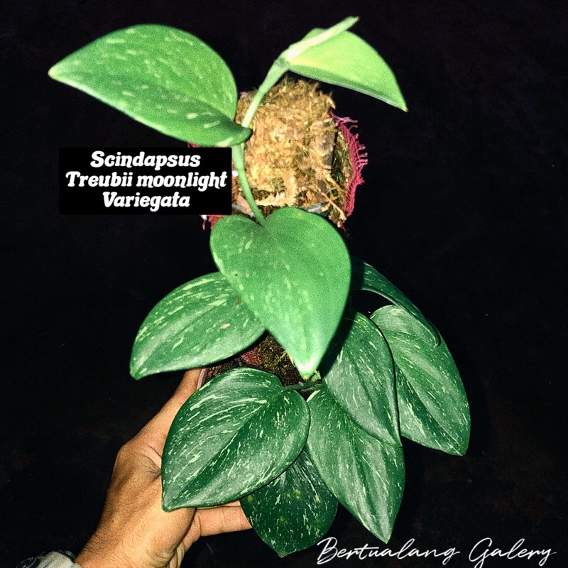 Tanaman Variegata Scindapsus treubii moonlight varigata rawatan lama daun rimbun var konsisten istim