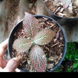 Tanaman hias episcia mutiara merah