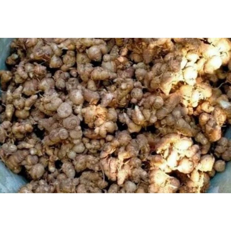 

BIBIT SUPER kencur segar 1kg rempah rempah dan herbal Murah