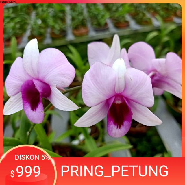 Anggrek Dendrobium Ekapol (MINI)