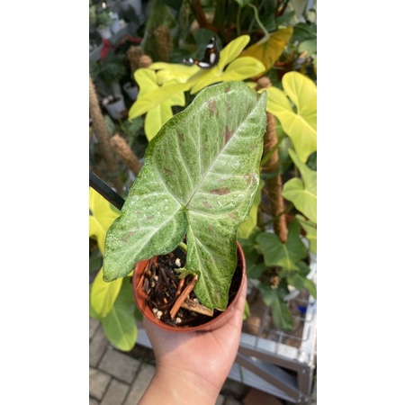 Syngonium Confetti Ori (Bukan Milk Confetti)