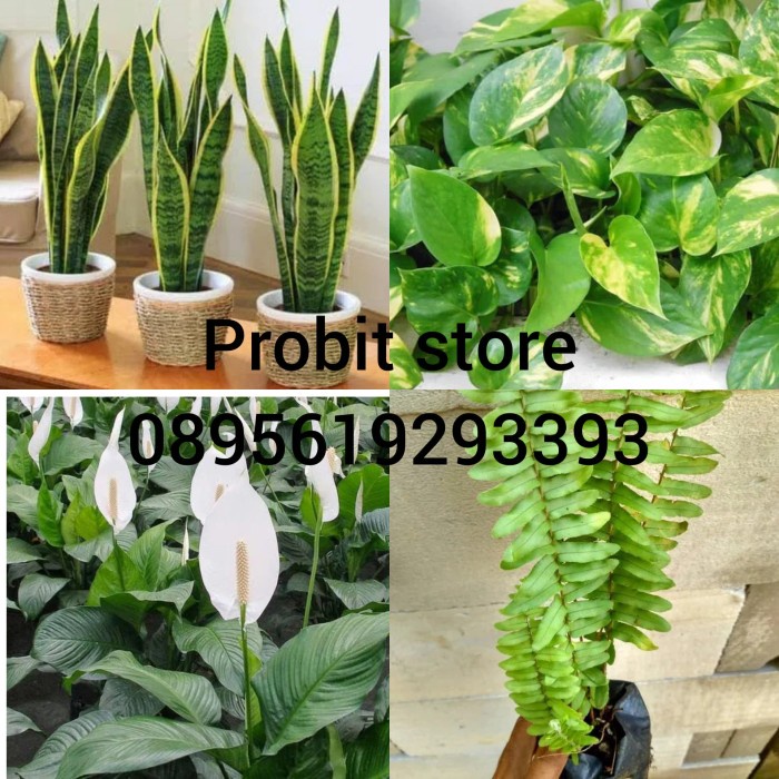 paket 4 tanaman pembersih udara - peace lily - sansevieria lidah mertua - srigading brazil - pakis k