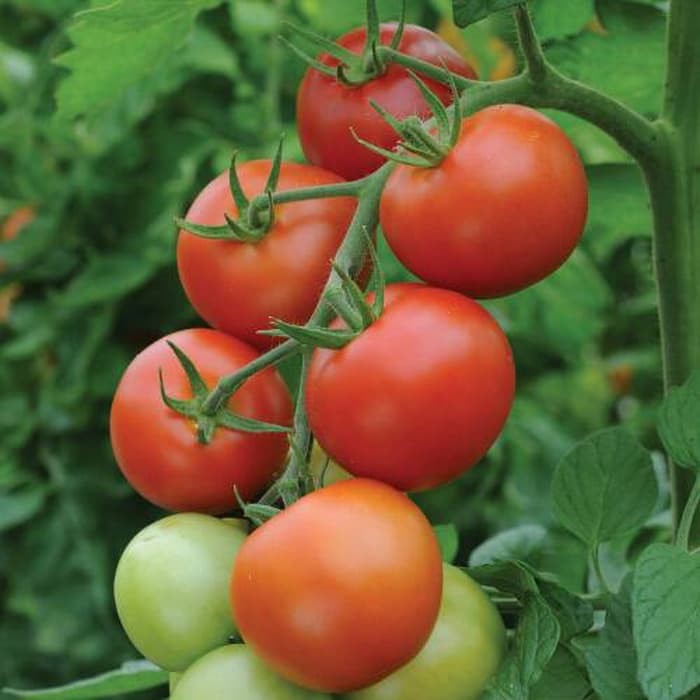 Benih Bibit Biji - Tomato (Standart) Moneymaker (Rasa Manis Enak Terfavorit!) Seeds - IMPORT