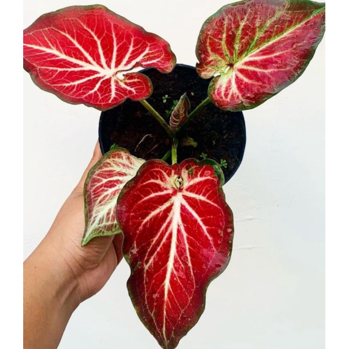 Bibit Tanaman Hias keladi Rich of thai-Caladium Rich Of Thai