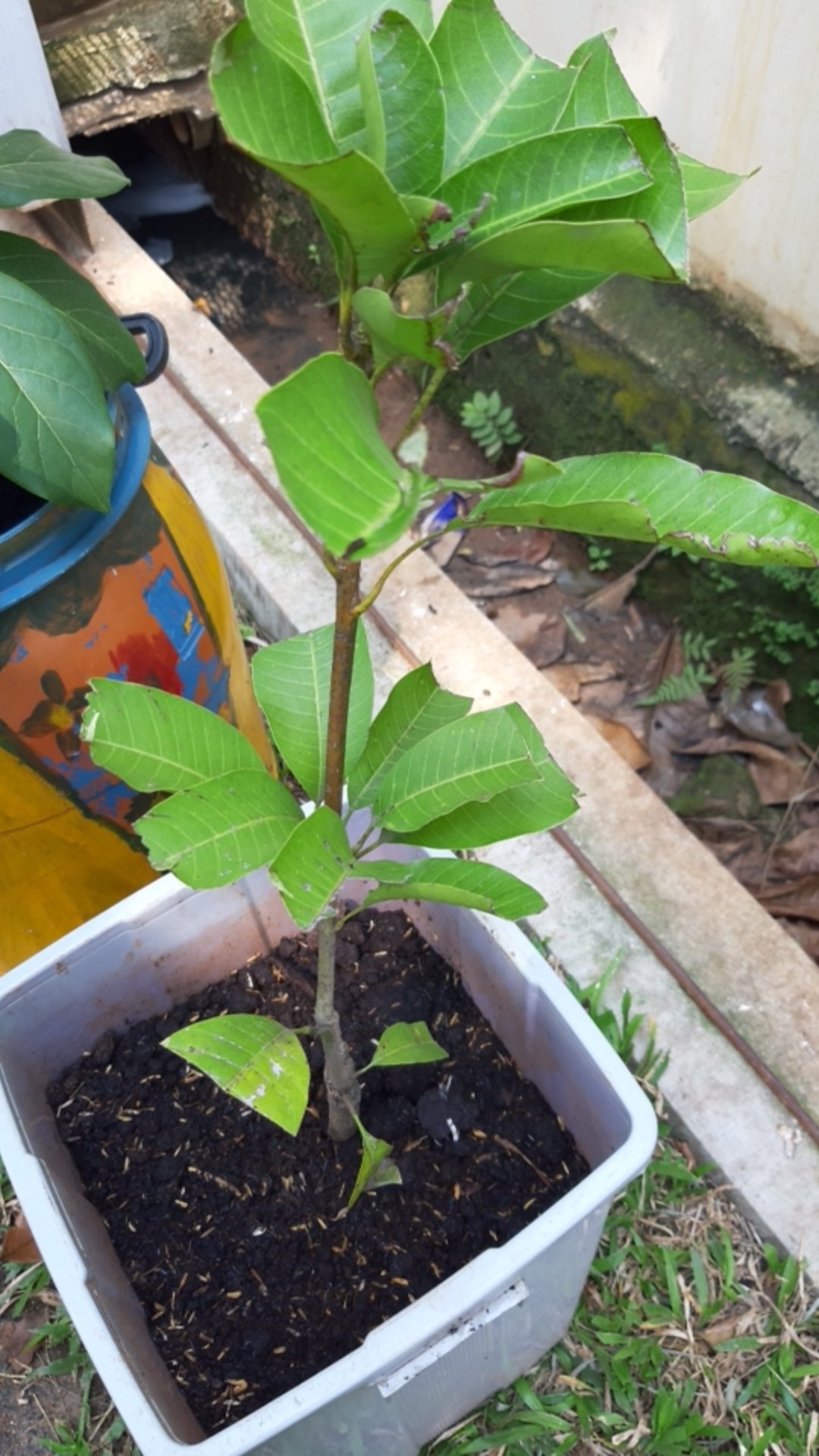 Tanaman Mangga Chokanan - Bibit Mangga Chokanan