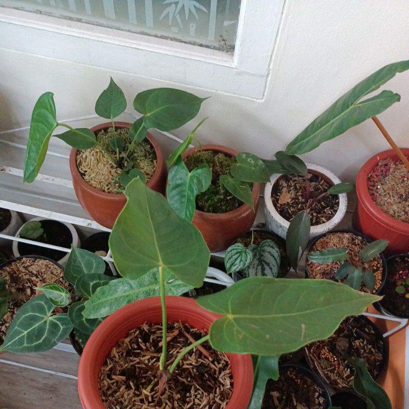 Anthurium Veitchii
