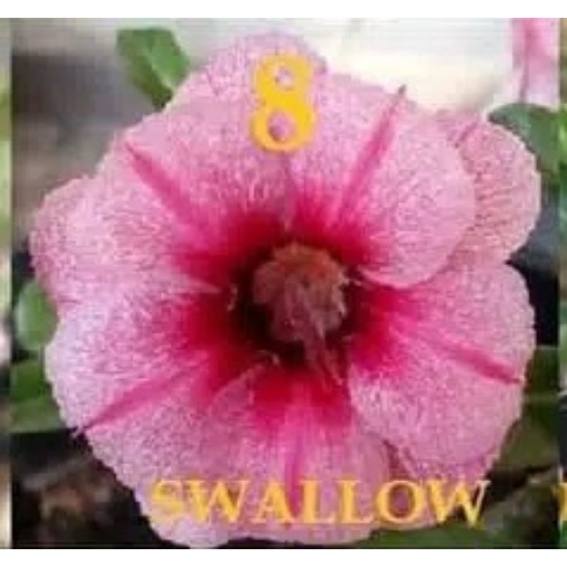 

bibit bunga kamboja adenium bunga tumpuk swalow