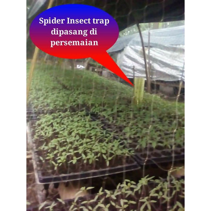 Hemat Spider Trap isi 100 lembar lem hama dan lalat buah tersedia kuning dan hijau perangkap hama serangga