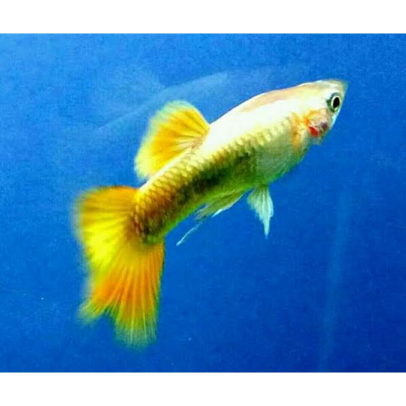 ikan hias guppy yellow banana