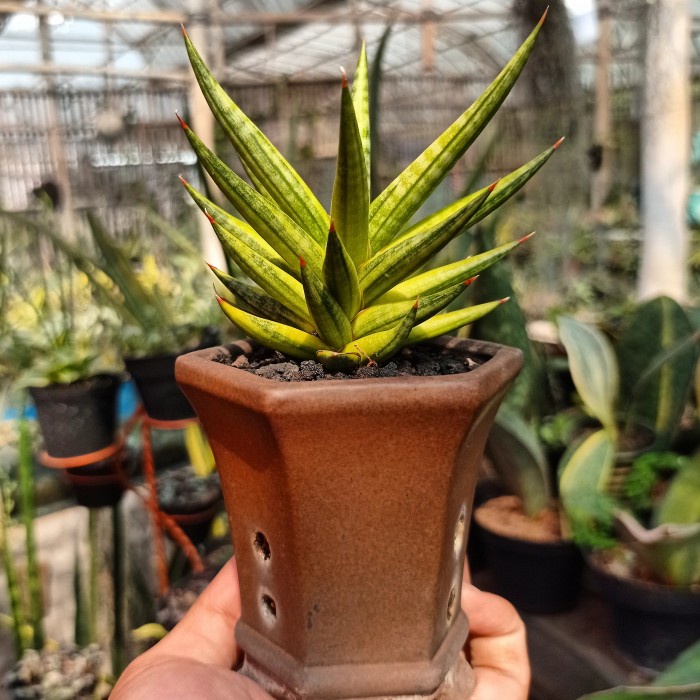 sansevieria francisii varigata