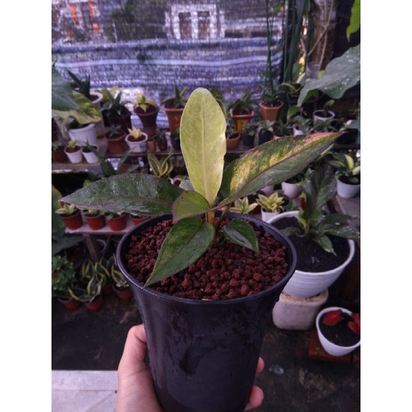 hokeri varigata pink roset