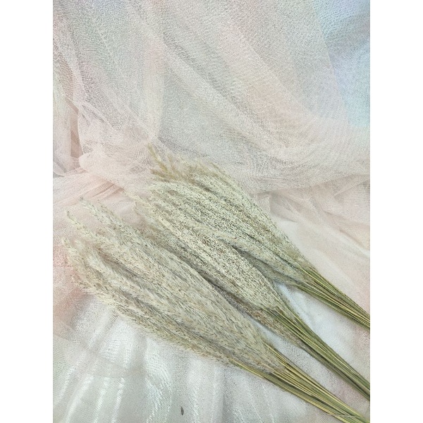 Ilalang | Boroco | Langurus | phalaris lokal | baby breath | bunny tail | dried flower | ilalang | b