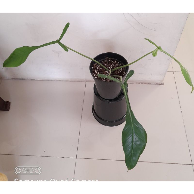 philodendron joepii 3daun