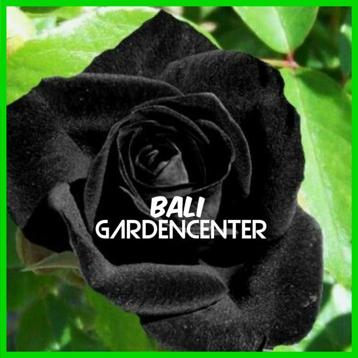 Isi 25 Benih Biji Bunga Mawar Hitam Black Rose Import Shopee Indonesia