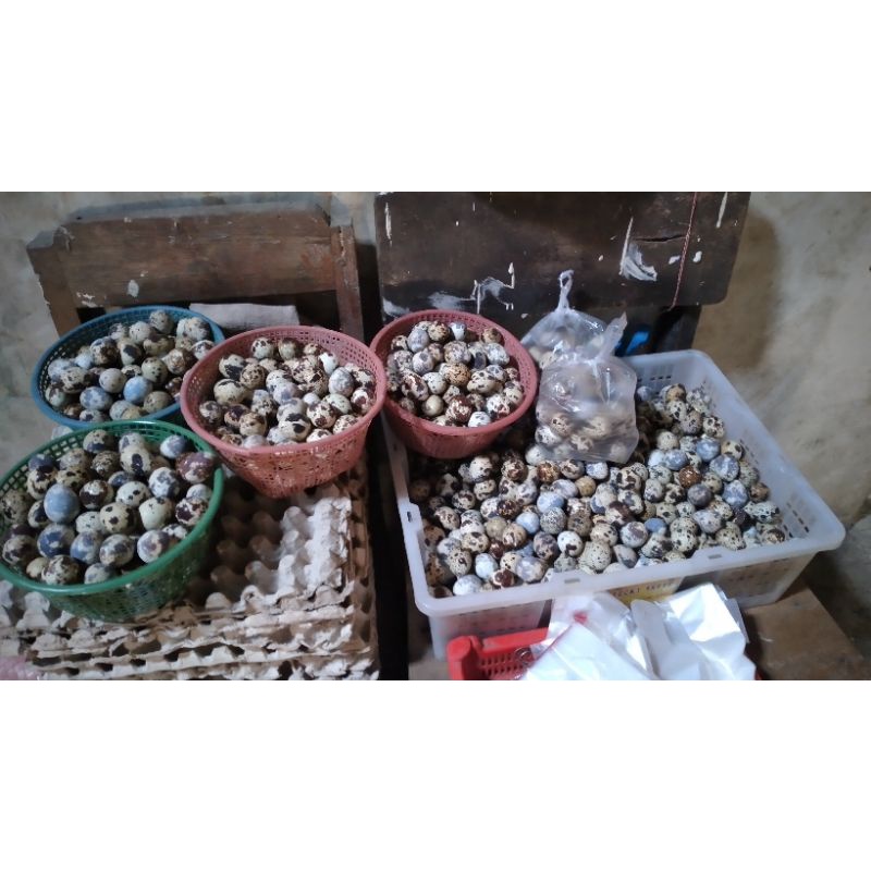 

TELUR PUYUH FRESH / Telur puyuh mentah / telur burung puyuh murah / harga per 100biji